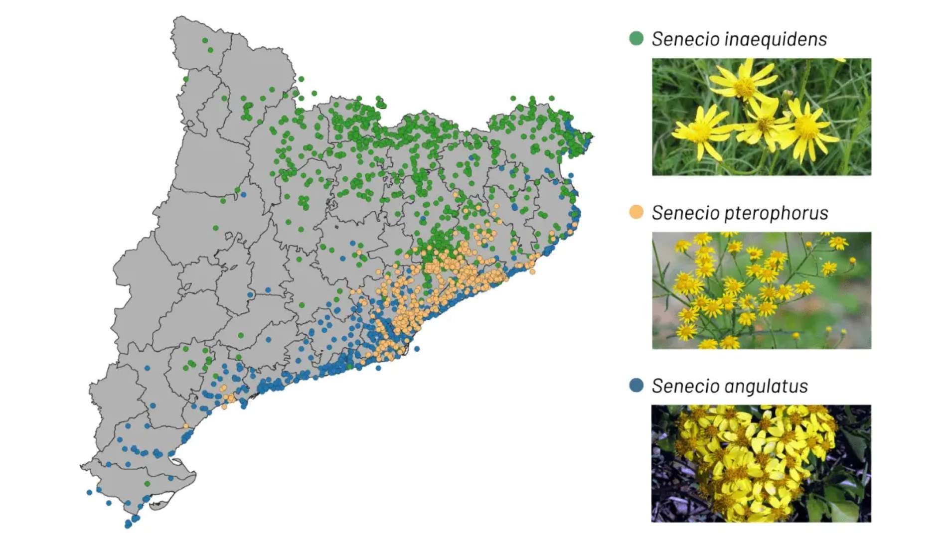 Mapa invasio seneci Catalunya / Creaf - Projecte Exocat Mapa invasio seneci Catalunya / Creaf - Projecte Exocat