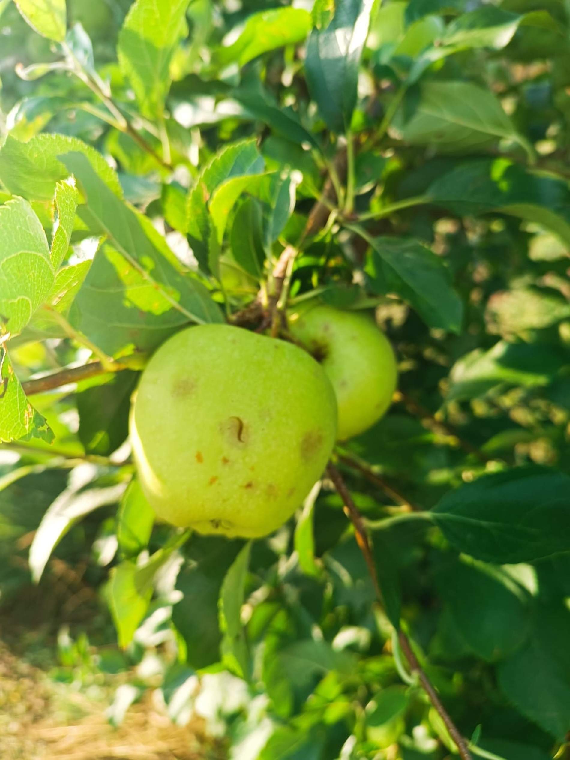 Més de 500 hectàrees de fruita danyades per la forta pedregada al pla de Lleida