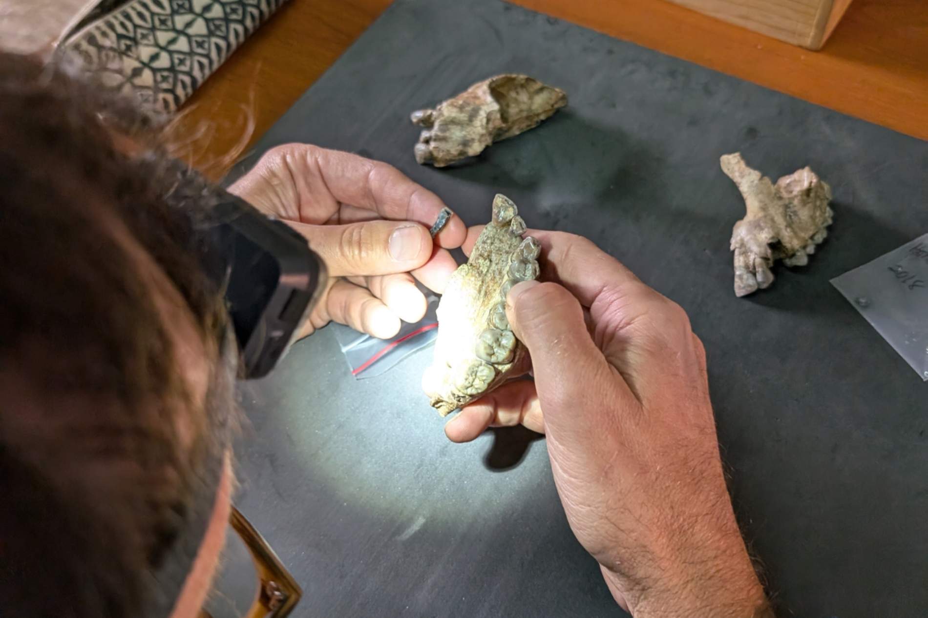 Descobreixen una nova espècie d'ancestre humà: "L'evolució no funciona així"