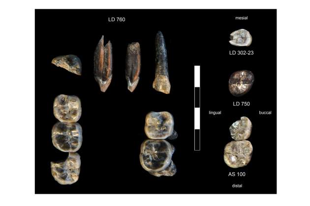 Fossils dents Australopithecus / Universitat de Nevada