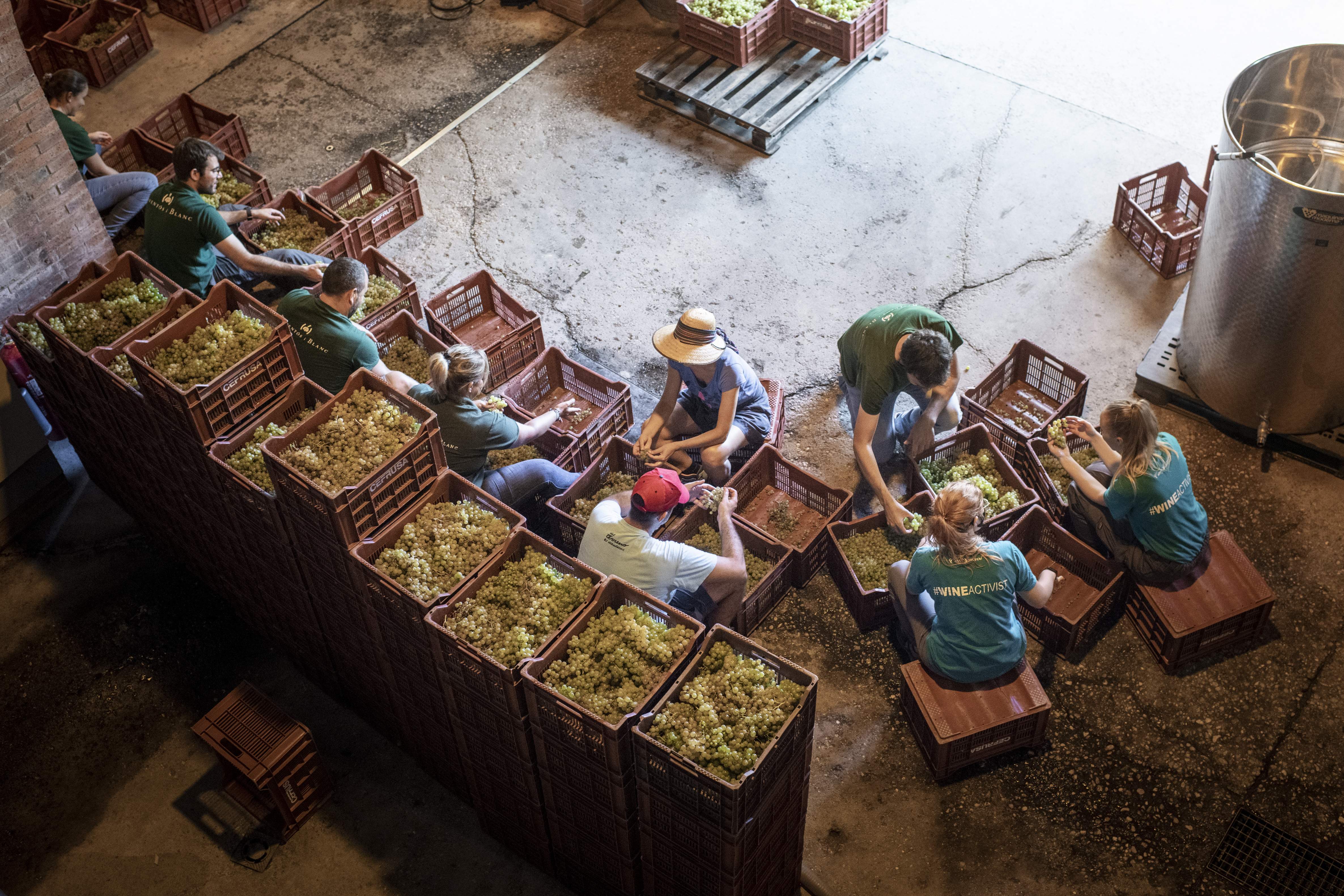 Verema a Clos del Serral, del celler Raventós i Blanc
