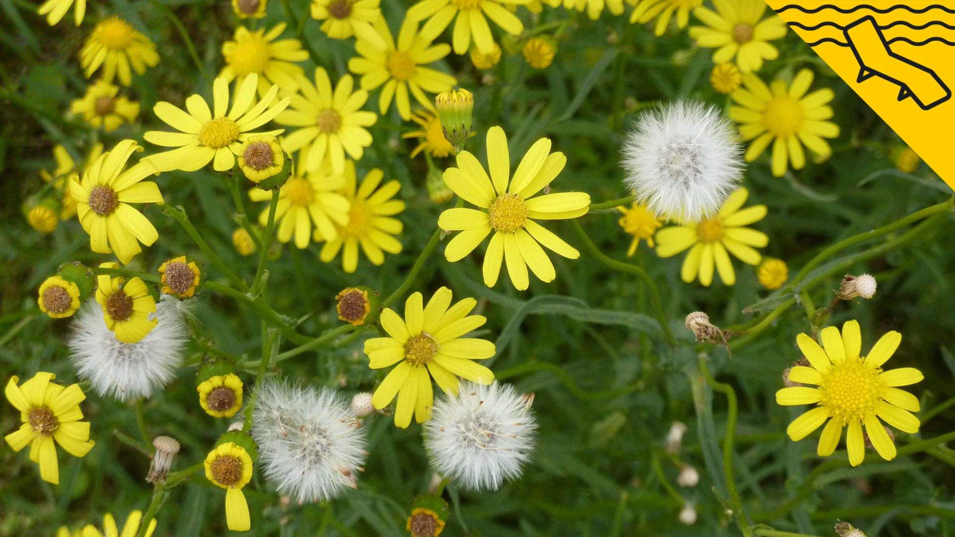 La planta groga tòxica que envaeix el Pirineu català: com reconèixer-la