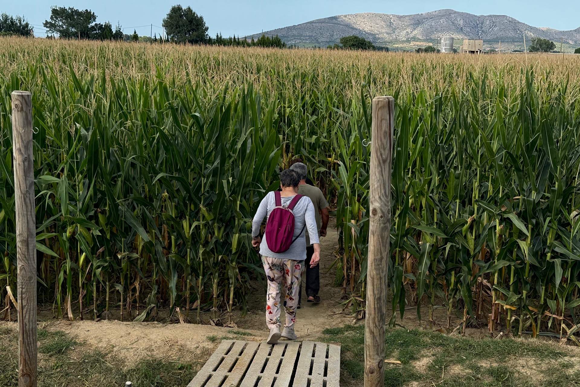 La supervivencia de los agricultores: un campo de maíz se convierte en un laberinto para turistas