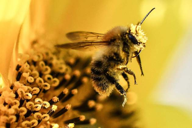 abeja Foto: Filip Singer / Efe abeja Foto: Filip Singer / Efe