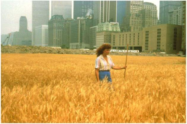 Agnes Denes al mig d'un camp de blat a Nova York Foto Agnes Denes Agnes Denes al mig d'un camp de blat a Nova York Foto Agnes Denes