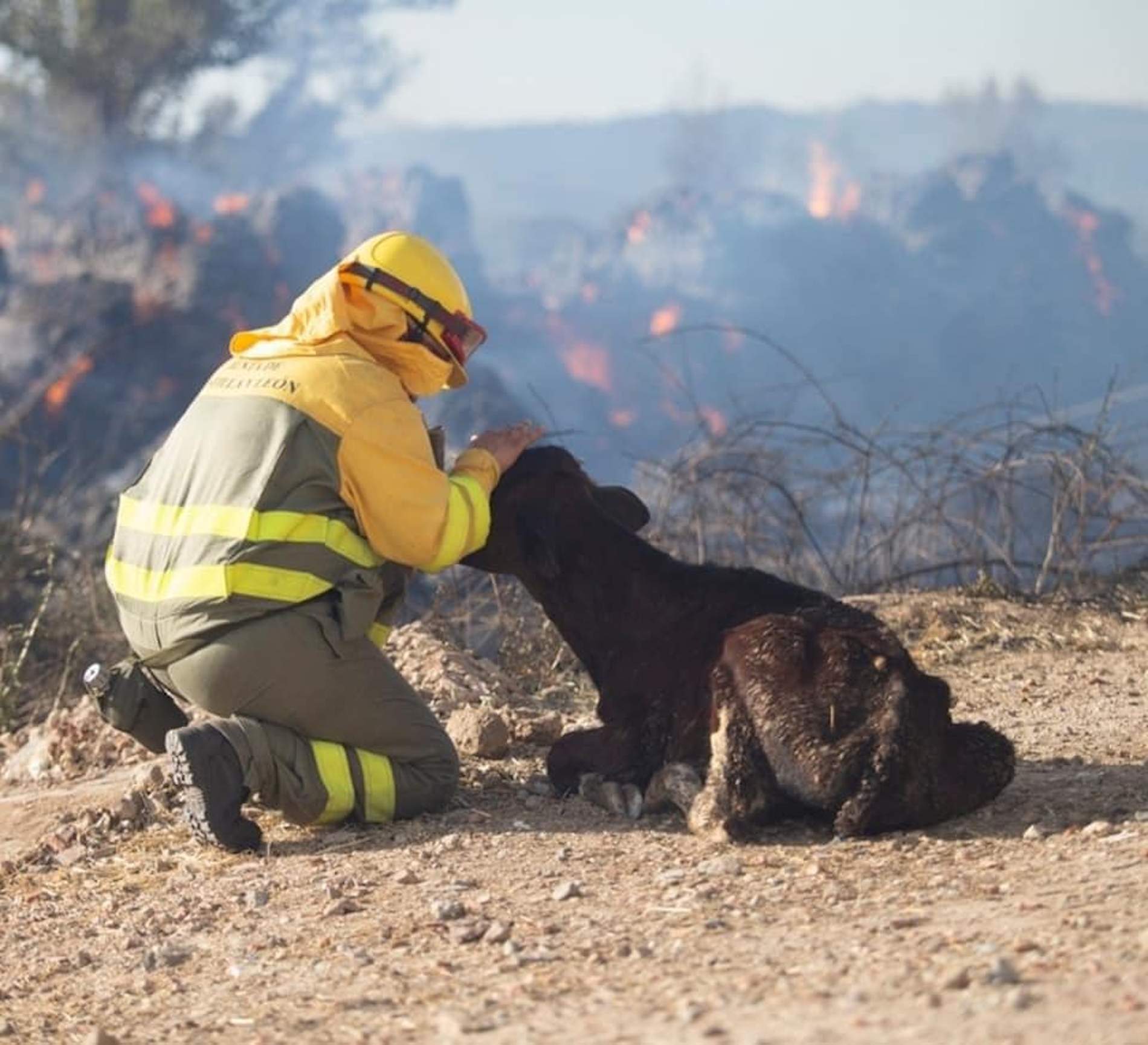 Les altres víctimes dels incendis: animals, insectes, microorganismes i danys a la biodiversitat