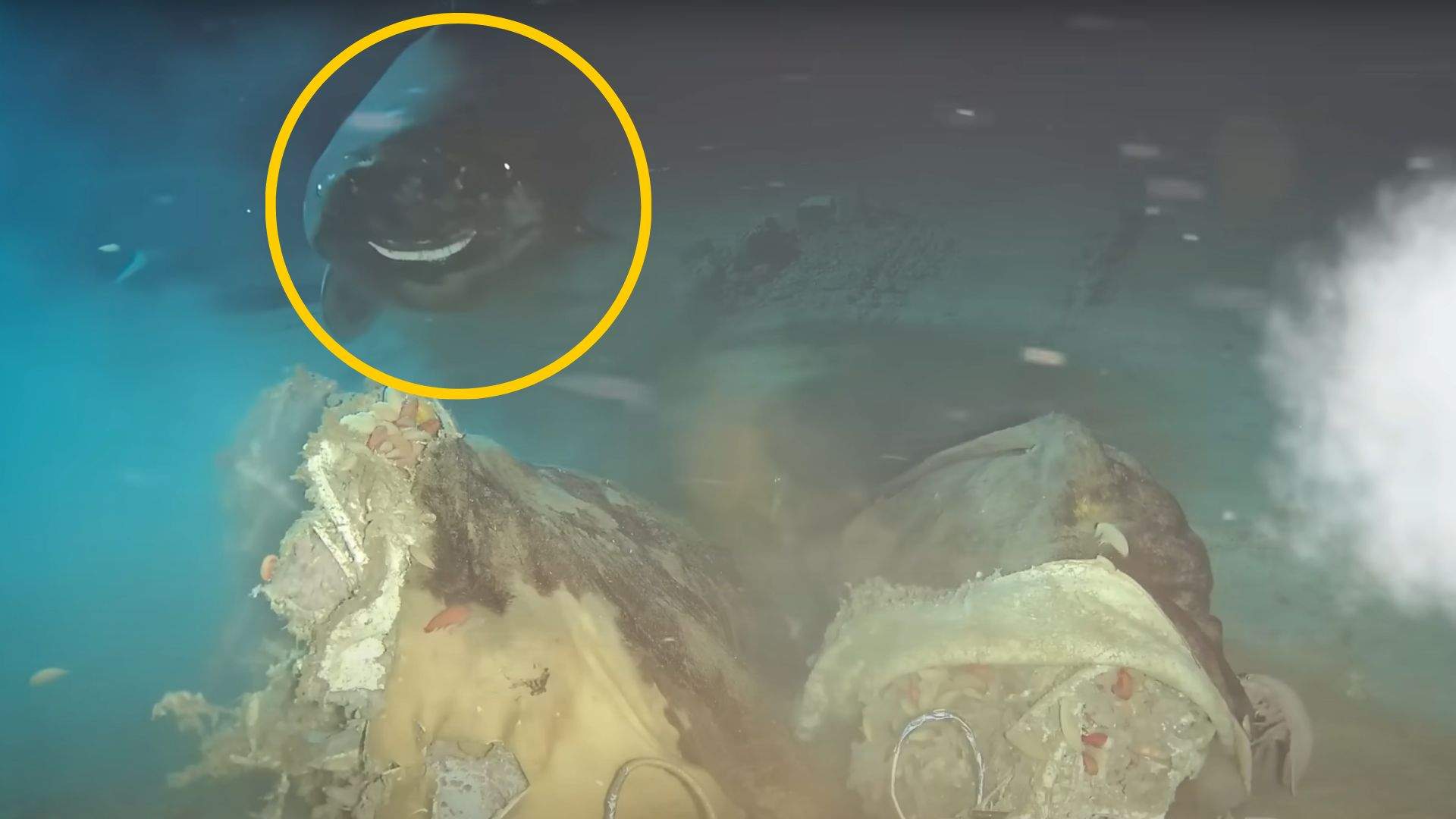 Impactant experiment a la Xina: llancen una vaca a la mar i descobreixen una cosa insòlita sota l'aigua