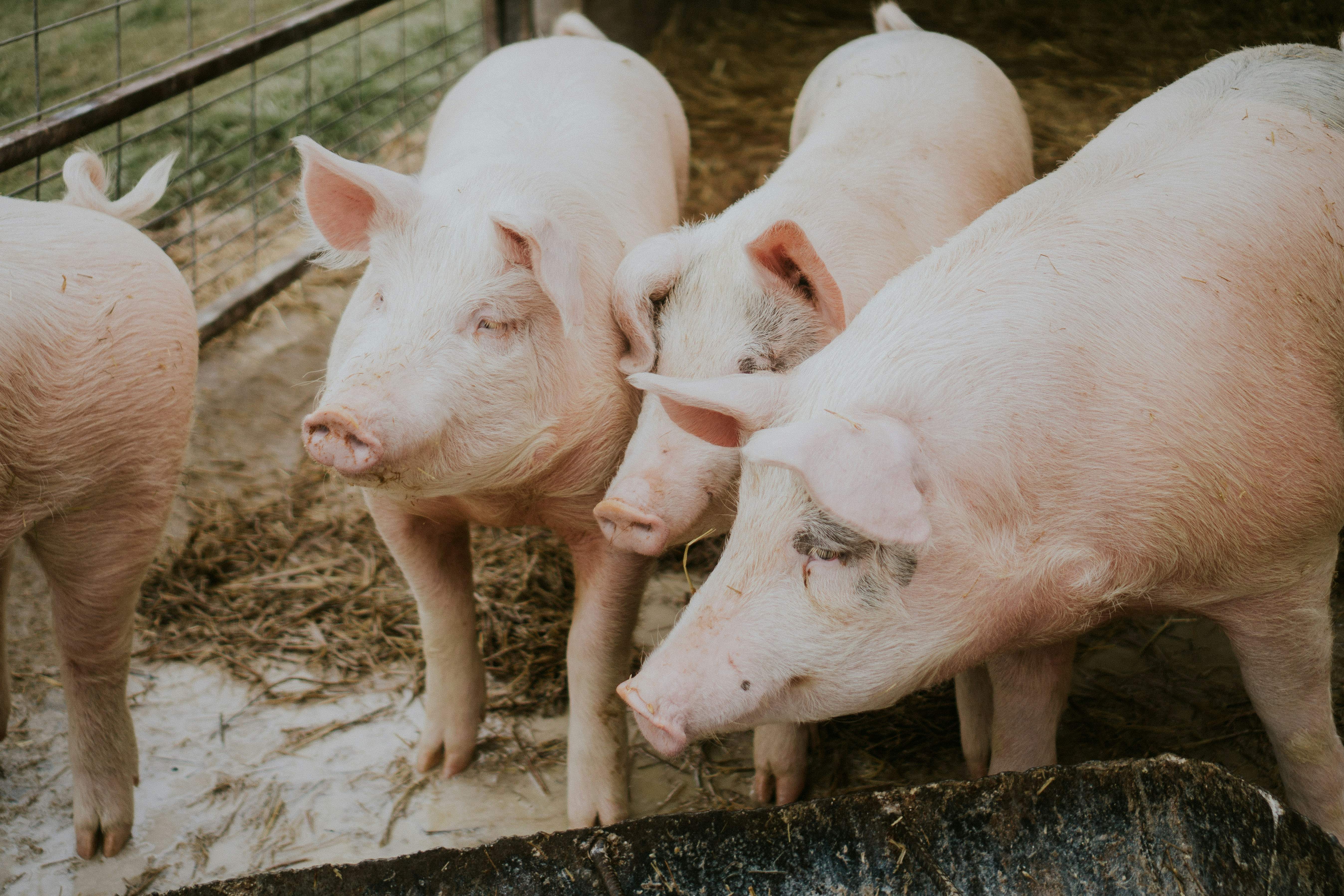 Primer trasplantament d'un pulmó de porc a una persona en mort cerebral