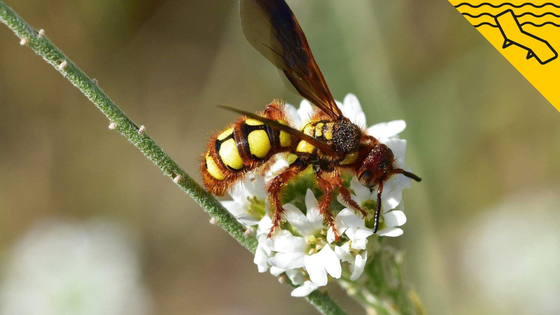 La planta que has de tenir al balcó si no vols veure ni una vespa aquest estiu