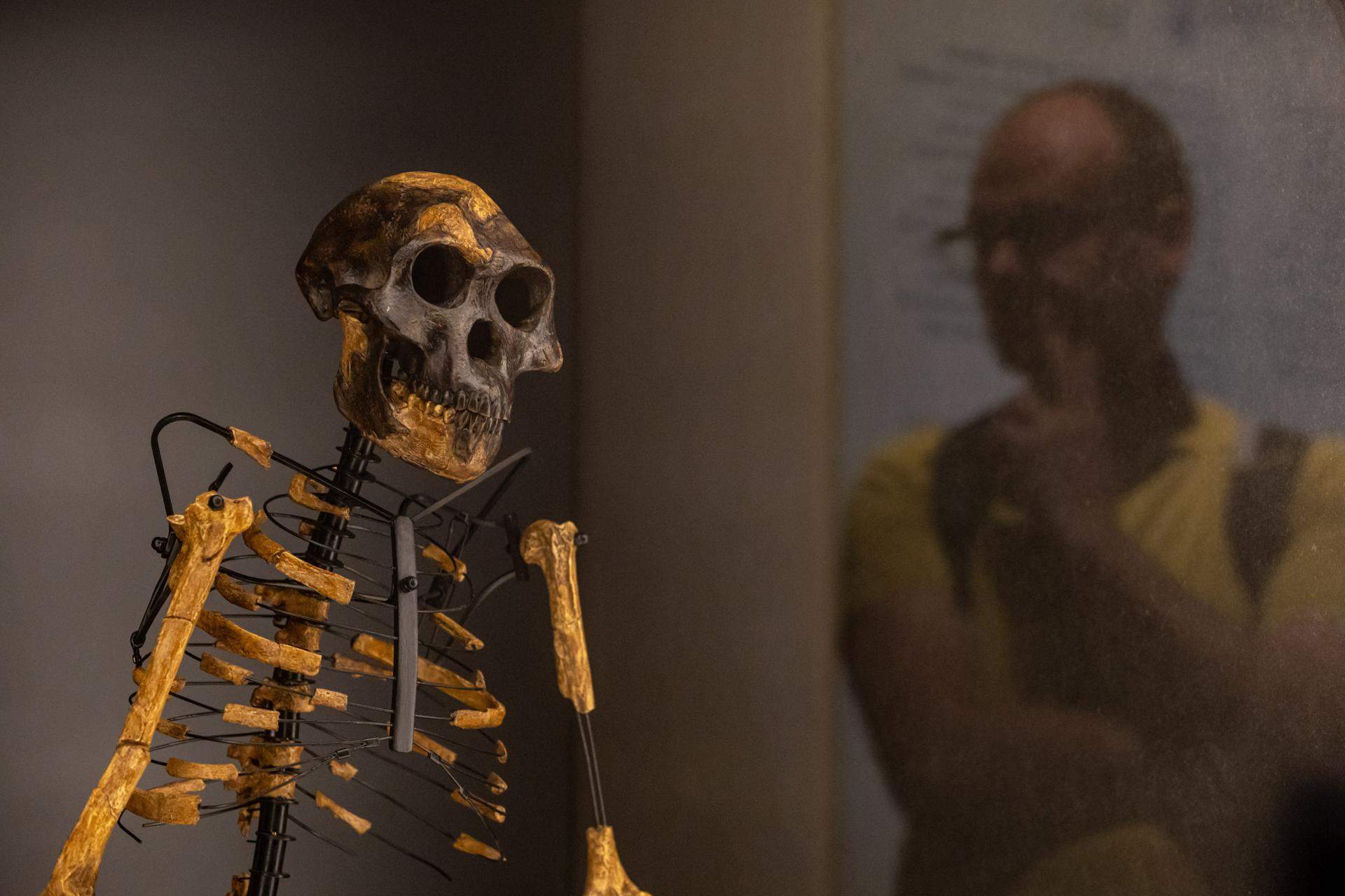 Lucy, el esqueleto más famoso del mundo, se expone en Europa por primera vez