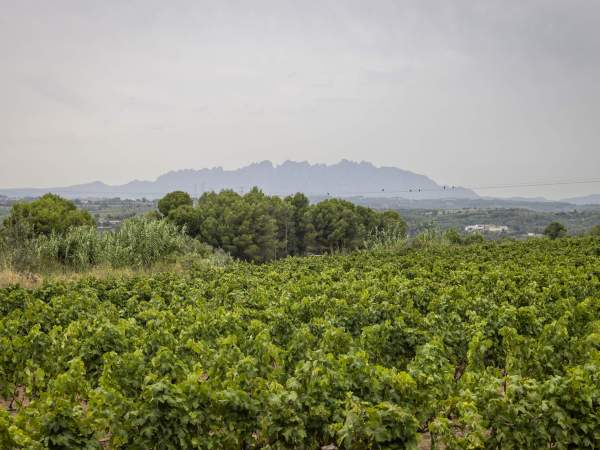 Extensió de vinyes del celler Torelló, a Gelida (Barcelona). Foto Carles Baglietto Extensió de vinyes del celler Torelló, a Gelida (Barcelona). Foto Carles Baglietto