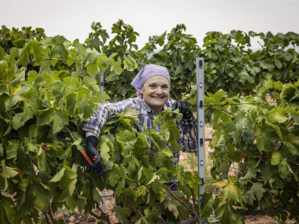 La cap de colla dels viticultors que recol·lecten el raïm a la vinya del celler Torelló. Foto Carles Baglietto La cap de colla dels viticultors que recol·lecten el raïm a la vinya del celler Torelló. Foto Carles Baglietto