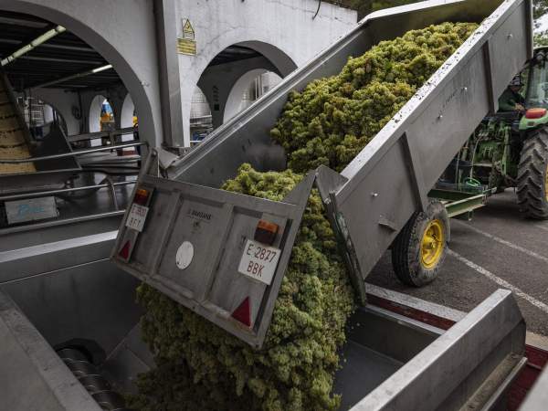 L'arribada del raïm al celler de Torelló. Foto Carles Baglietto L'arribada del raïm al celler de Torelló. Foto Carles Baglietto
