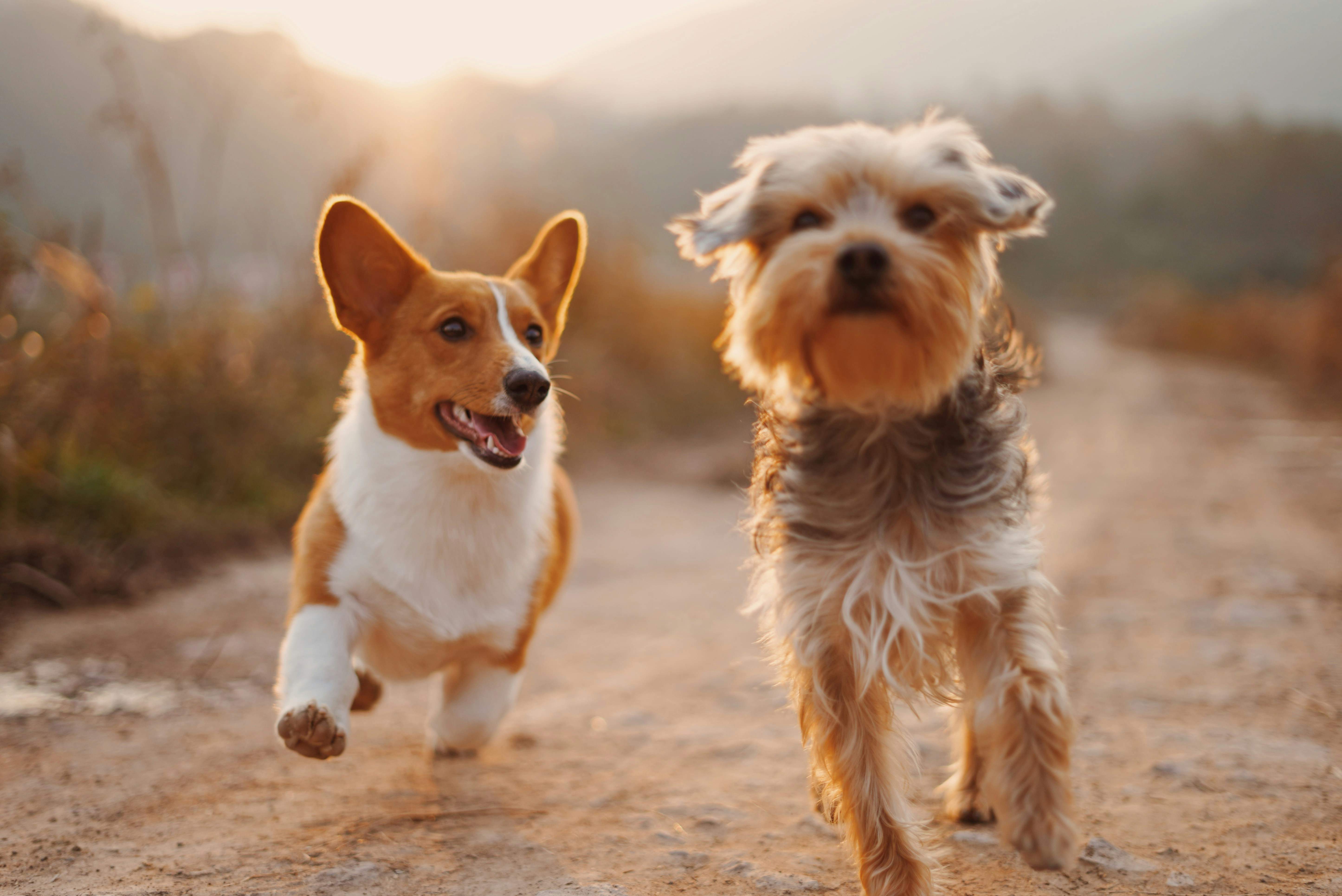 Una pastilla experimental podría regalar años extra de vida a los perros