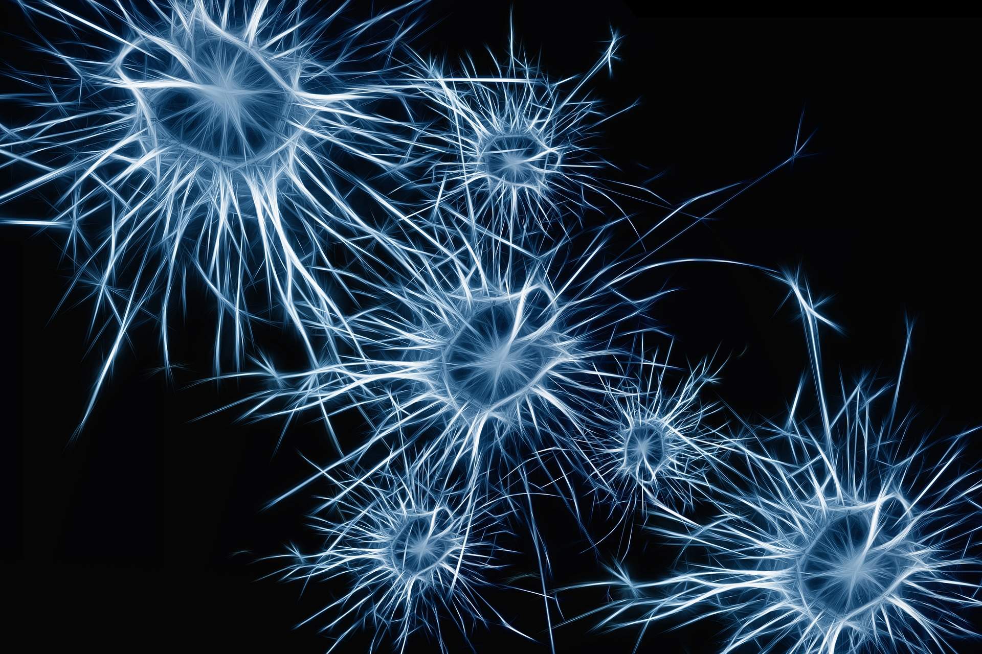 cervell, conexions cerebrals / unsplash