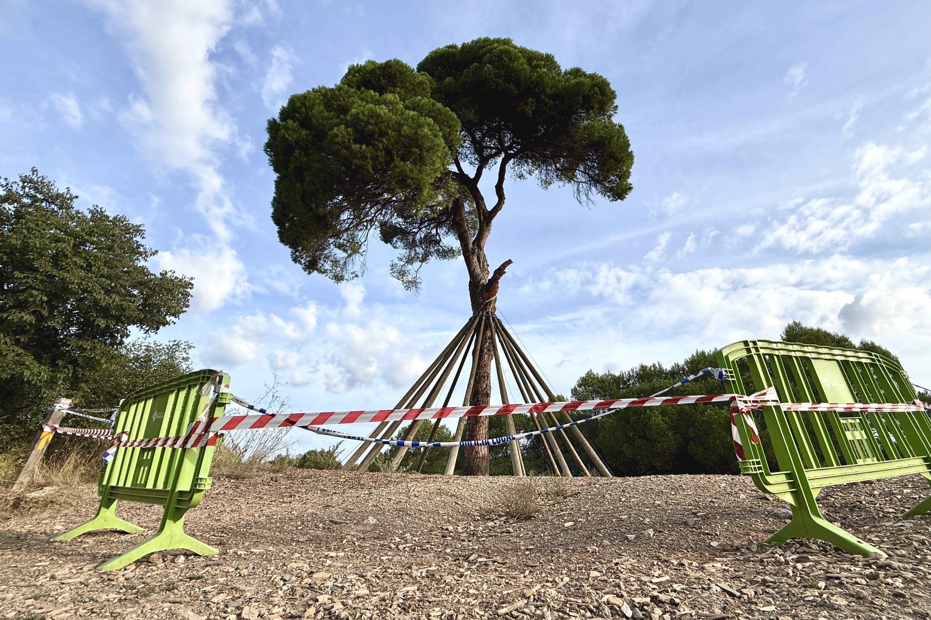 Aquests són els motius pels quals es va trencar el Pi d'en Xandri, l'arbre insígnia de Sant Cugat