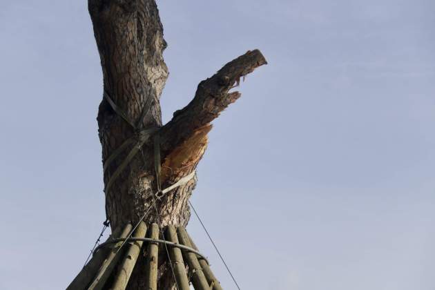 Pla detall de l'arbre el pi d'en xandri sant cugat foto acn Pla detall de l'arbre el pi d'en xandri sant cugat foto acn