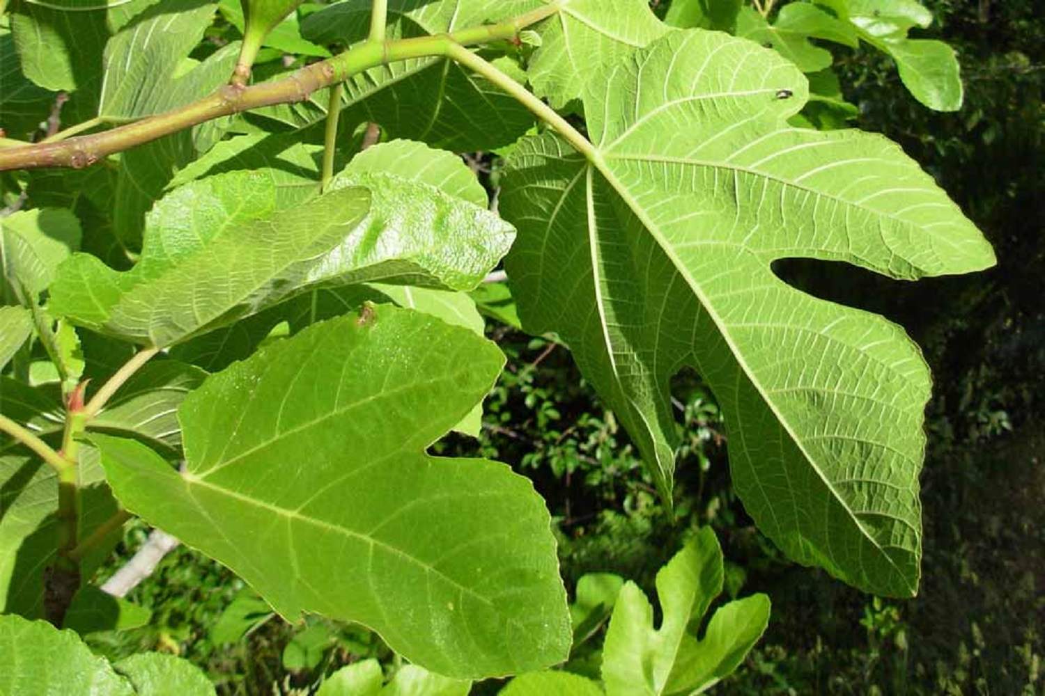 ¿Sabías que la hoja de este árbol frutal se puede comer?