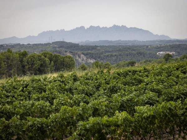 Celler Torelló, com es fa / Foto: Carlos Baglietto