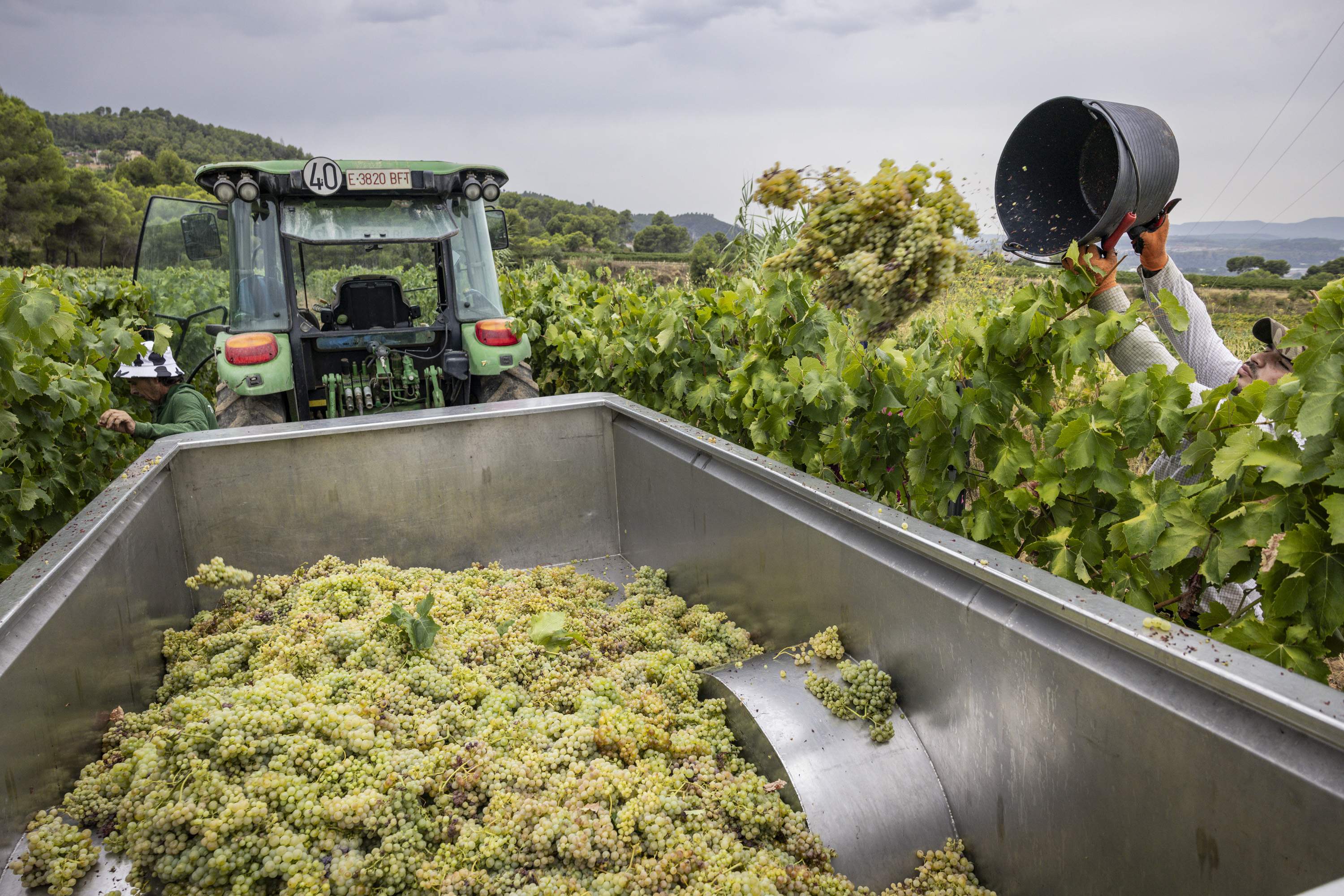 La verema a les vinyes del Celler Torelló. / Foto: Carlos Baglietto