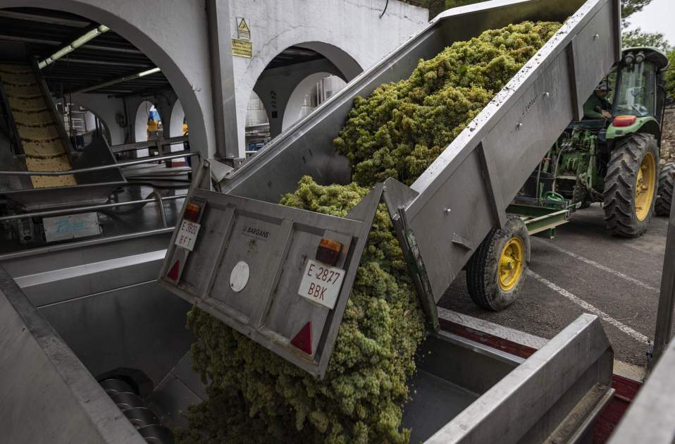 Celler Torelló, com es fa / Foto: Carlos Baglietto Celler Torelló, com es fa / Foto: Carlos Baglietto