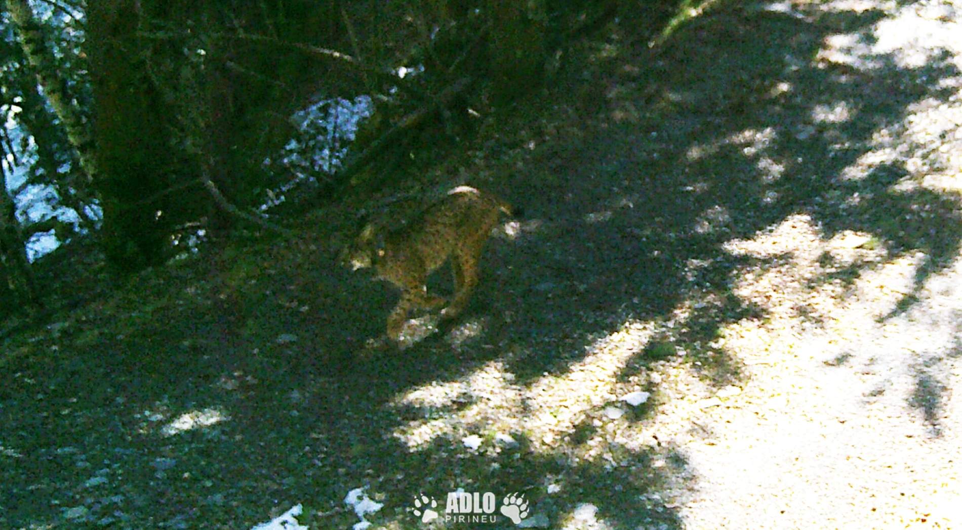 Detectat per primer cop un linx ibèric al Pirineu català