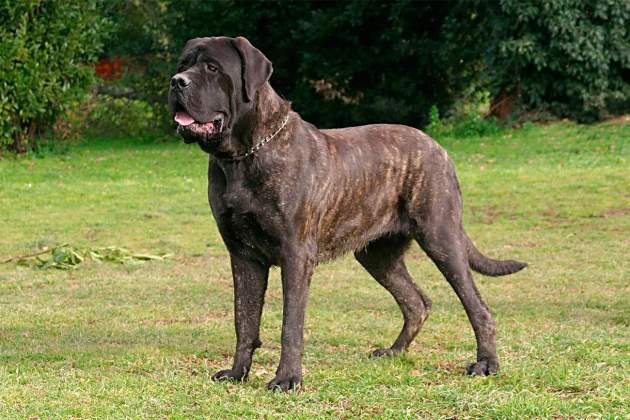 Mastiff inglés