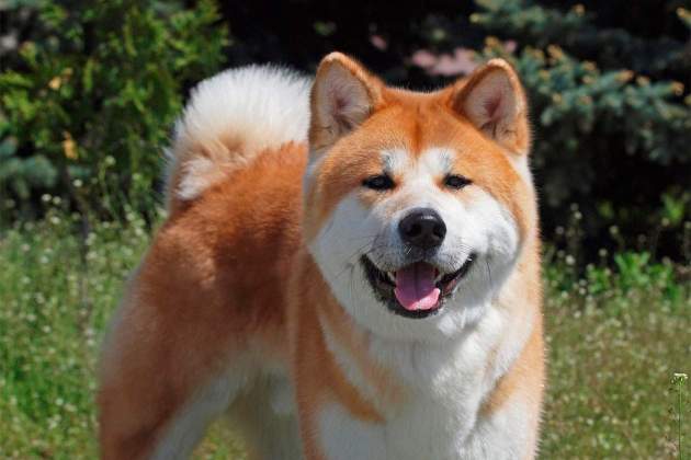 Akita Inu