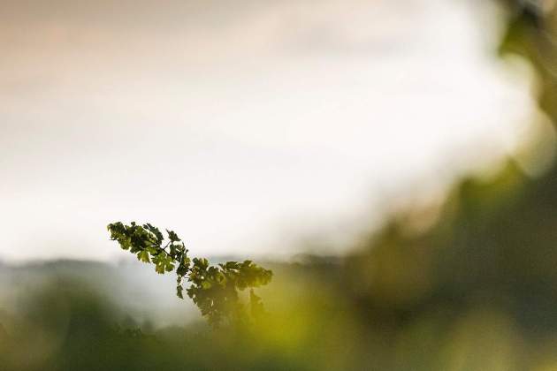 viñas, tierras, vinos, uva, finca / Foto: Parato