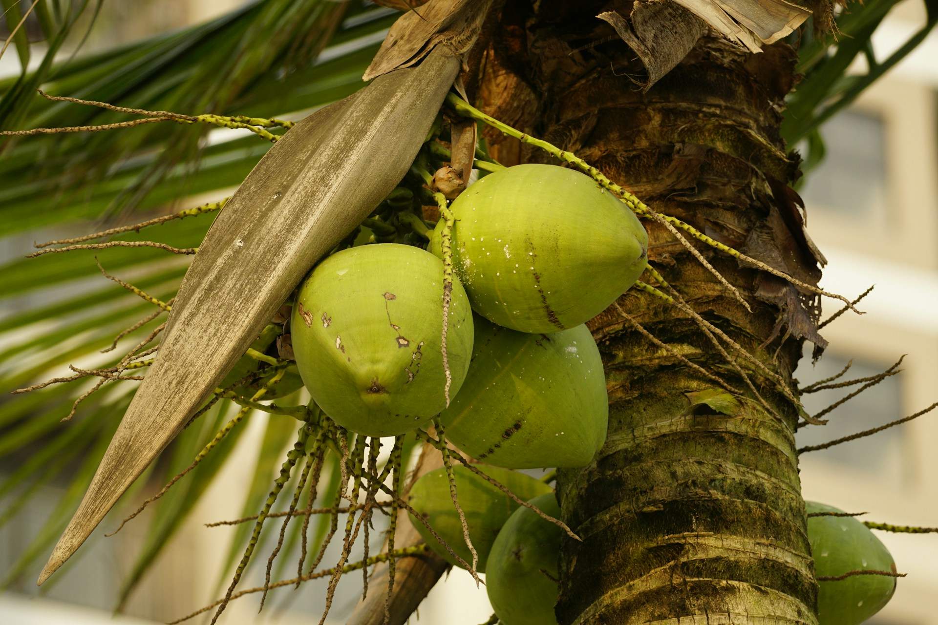 Coco germinado o manzana de coco: una delicia crujiente que no te esperas