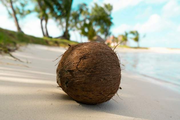 Coco germinado / Foto: Unsplash
