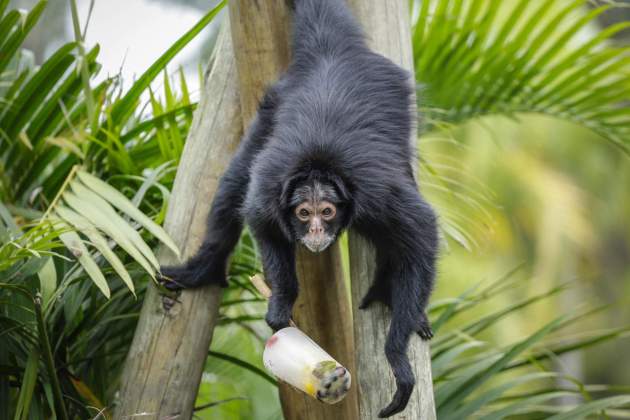 Monos reciben alimento congelado en el Bioparque de Río de Janeiro / Foto: André Coelho Monos reciben alimento congelado en el Bioparque de Río de Janeiro / Foto: André Coelho