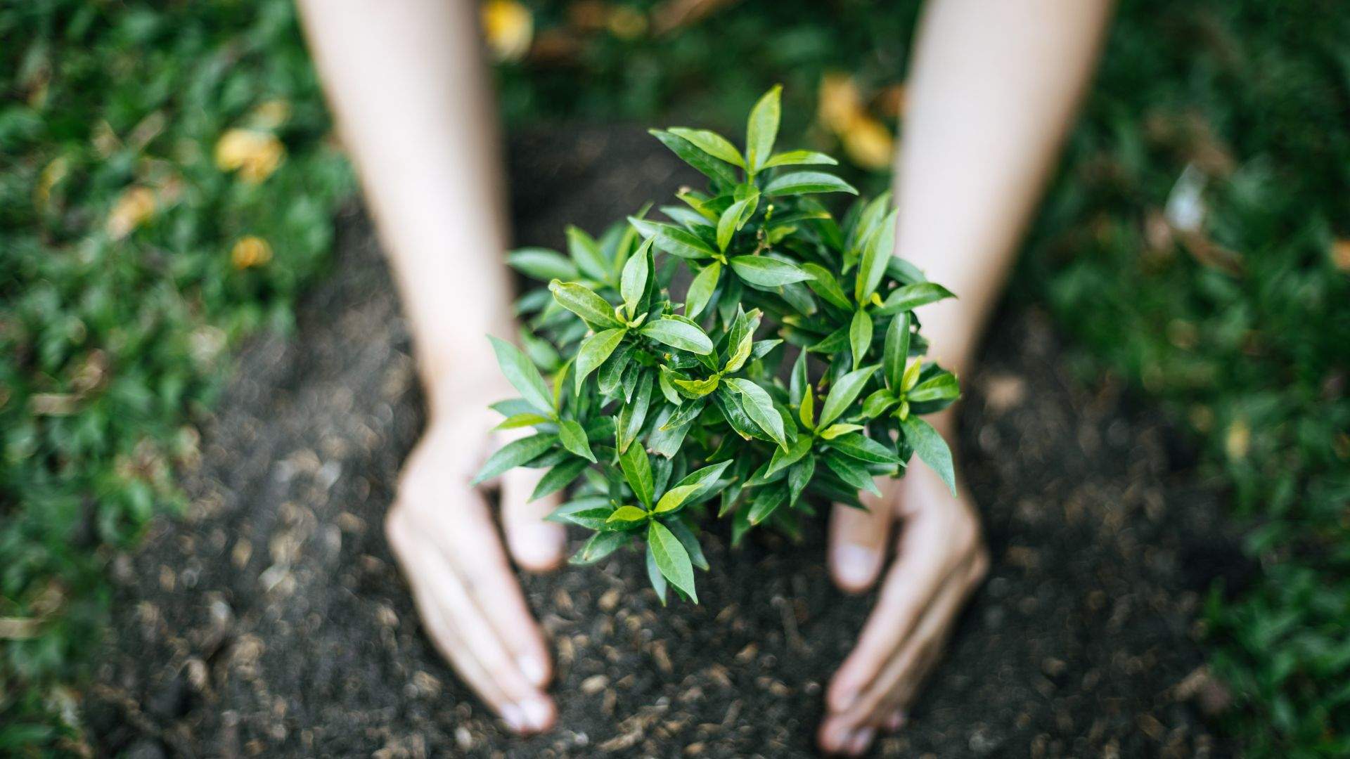 El senzill truc casolà que farà que les teves plantes creixin més sanes i es vegin molt més boniques