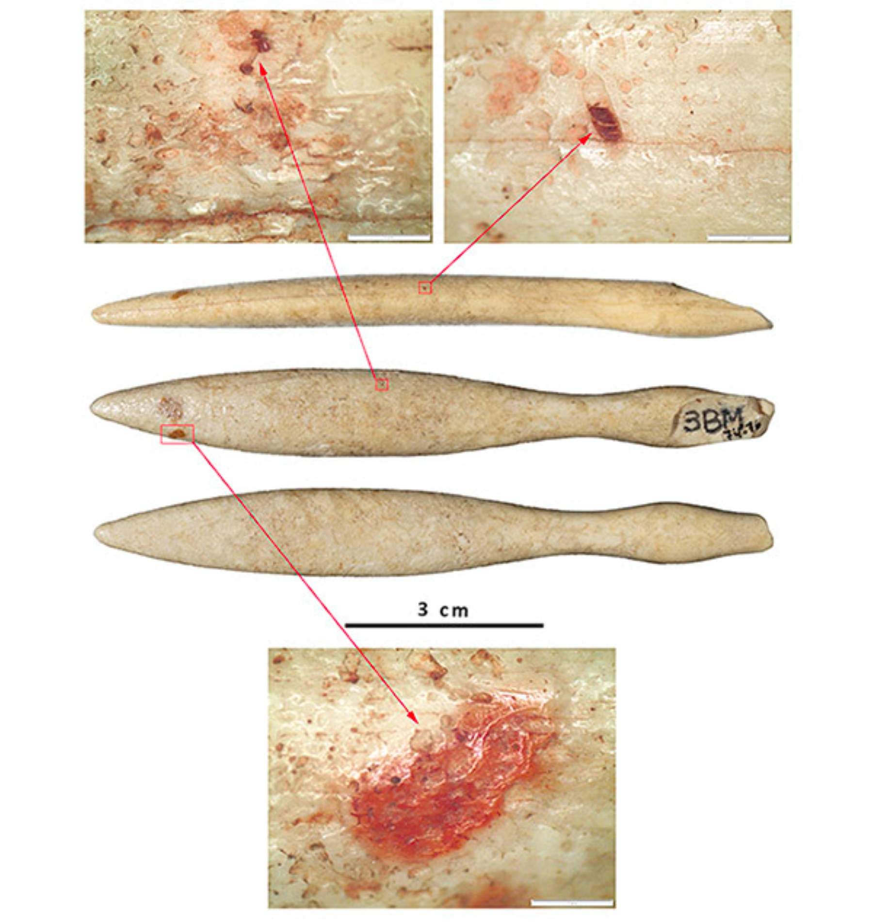 Identificat a Sant Quirze del Vallès l’objecte d’ivori d’hipopòtam més antic de la península Ibèrica
