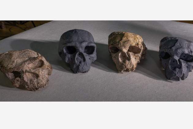 Crani de Yunxian, evolucio humana / Natural History Museum de Londres
