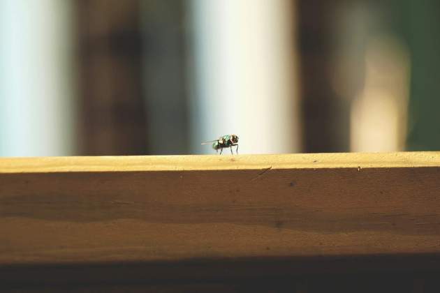 Moscas en la mesa / Foto: Unsplash Moscas en la mesa / Foto: Unsplash