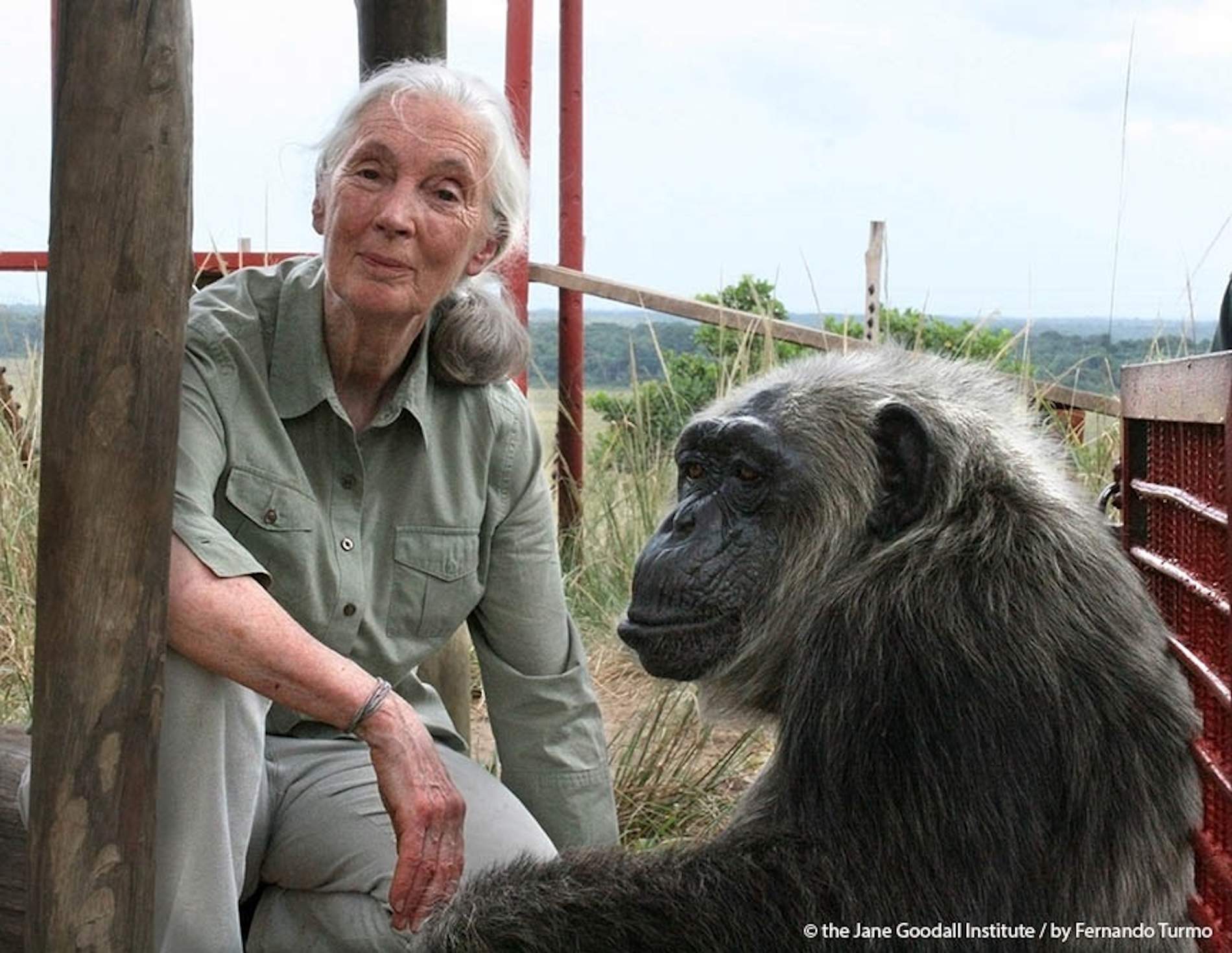 Mor Jane Goodall, la gran lluitadora pels drets dels ximpanzés, a 91 anys
