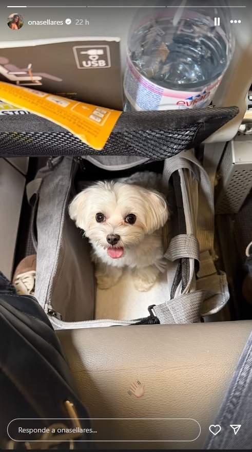 Ona Sellarès en el avión con el perro / Instagram