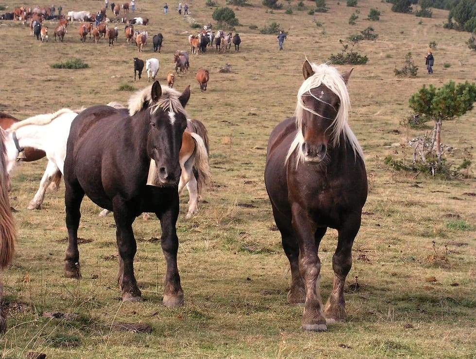 Tria de Mulats d'Espinavell
