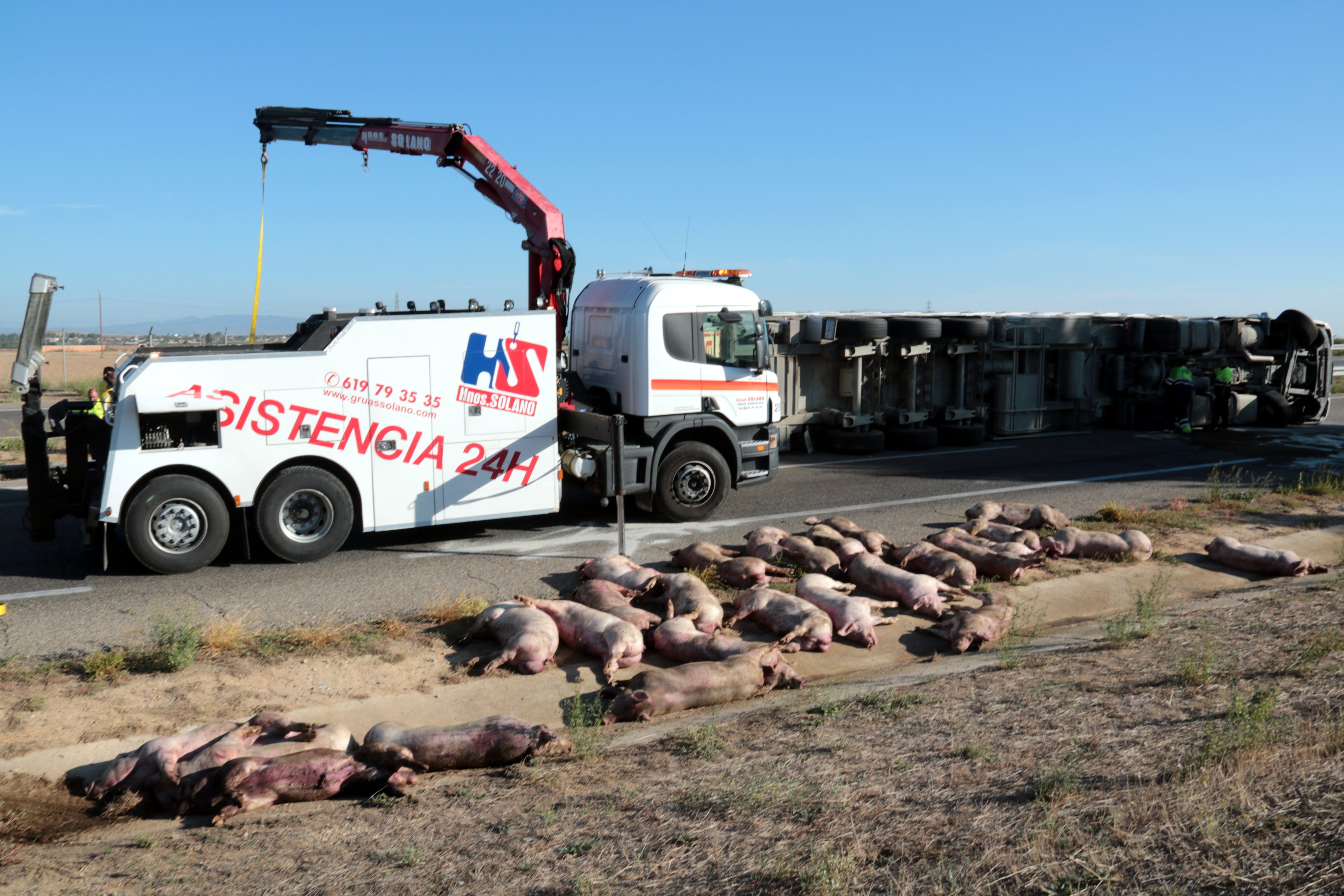 Vuelca un camión lleno de cerdos al A-2 en Lleida