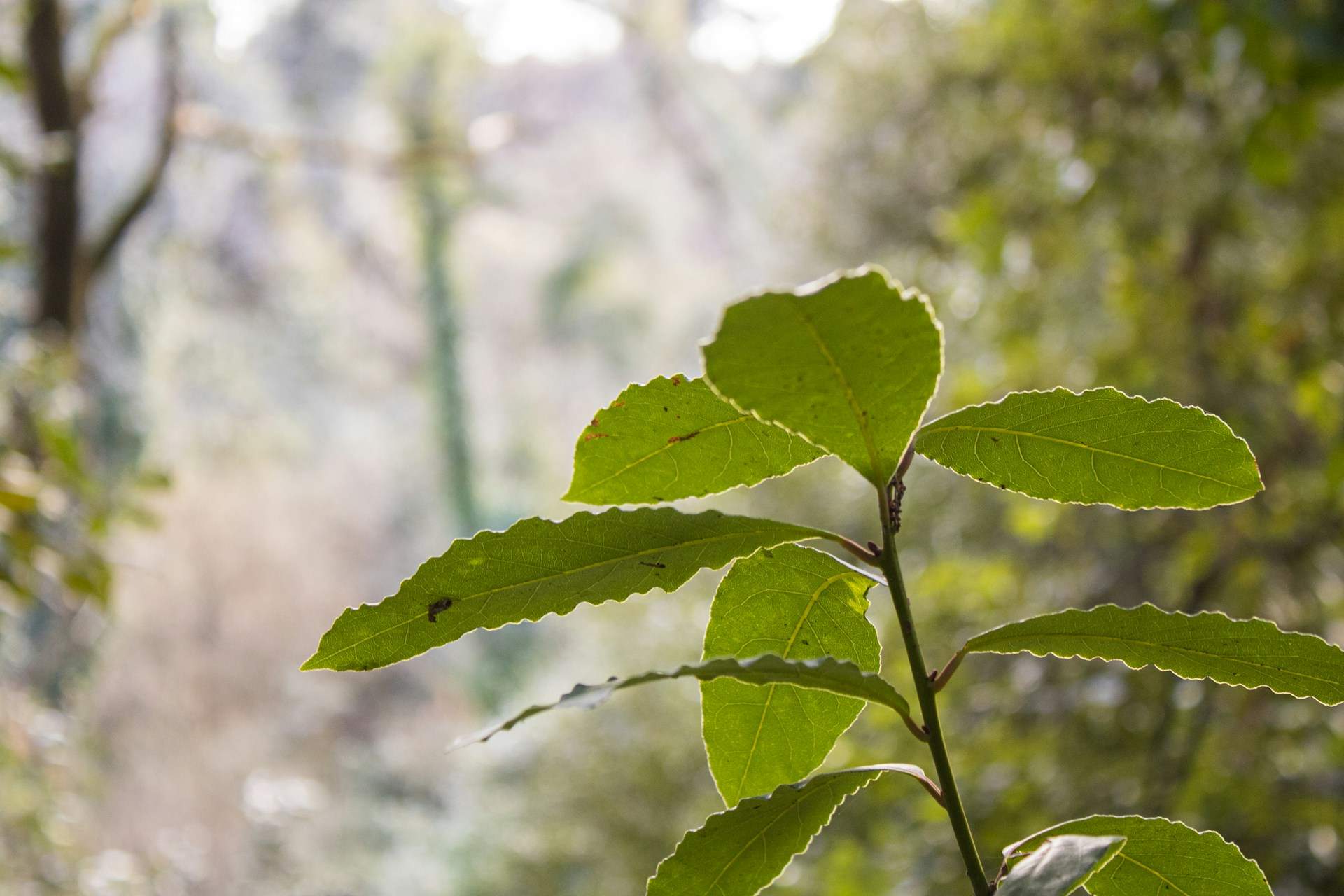 Vigila si pones el laurel roto en el guiso