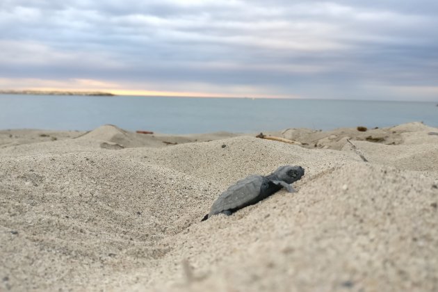 Tortugues cambrils ACN
