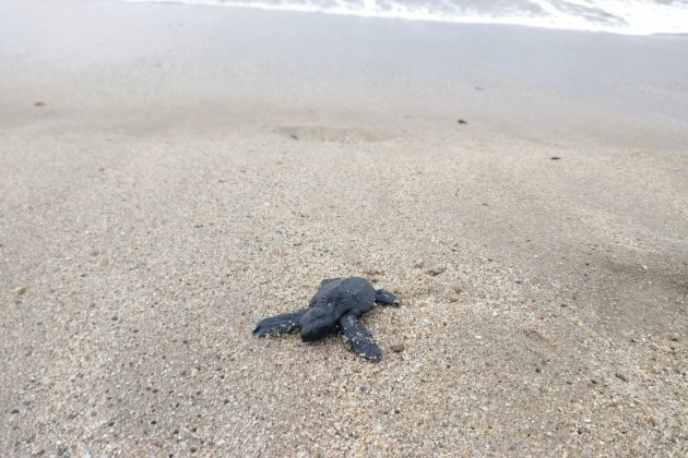 Tortugues cambrils 2 ACN