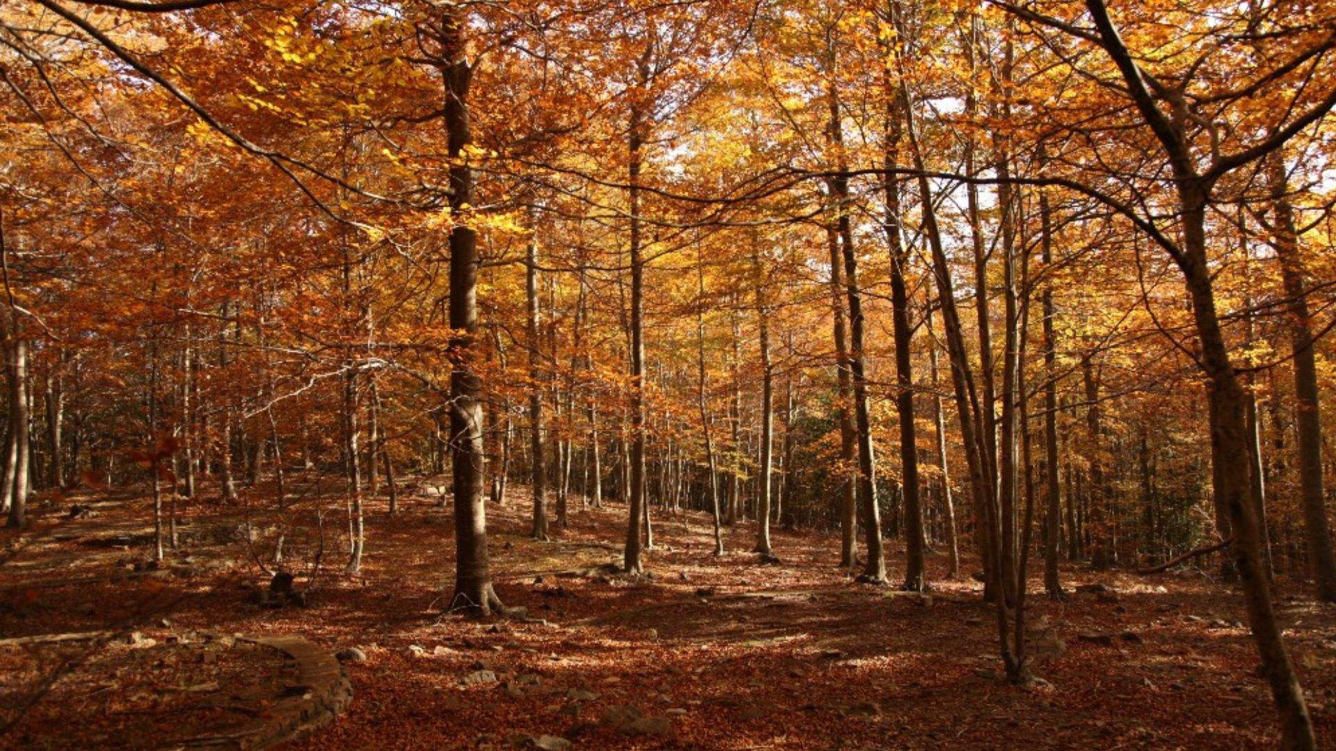 La joya escondida del Montseny: ruta de otoño cerca de Barcelona por el pantano de Santa Fe