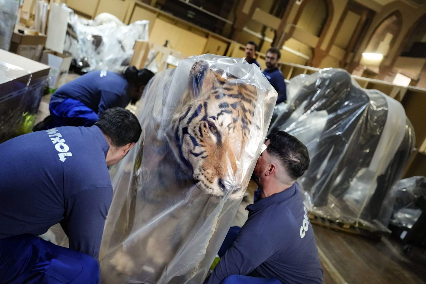 Tigres, jirafas e incluso elefantes: traslado masivo de animales disecados en Barcelona