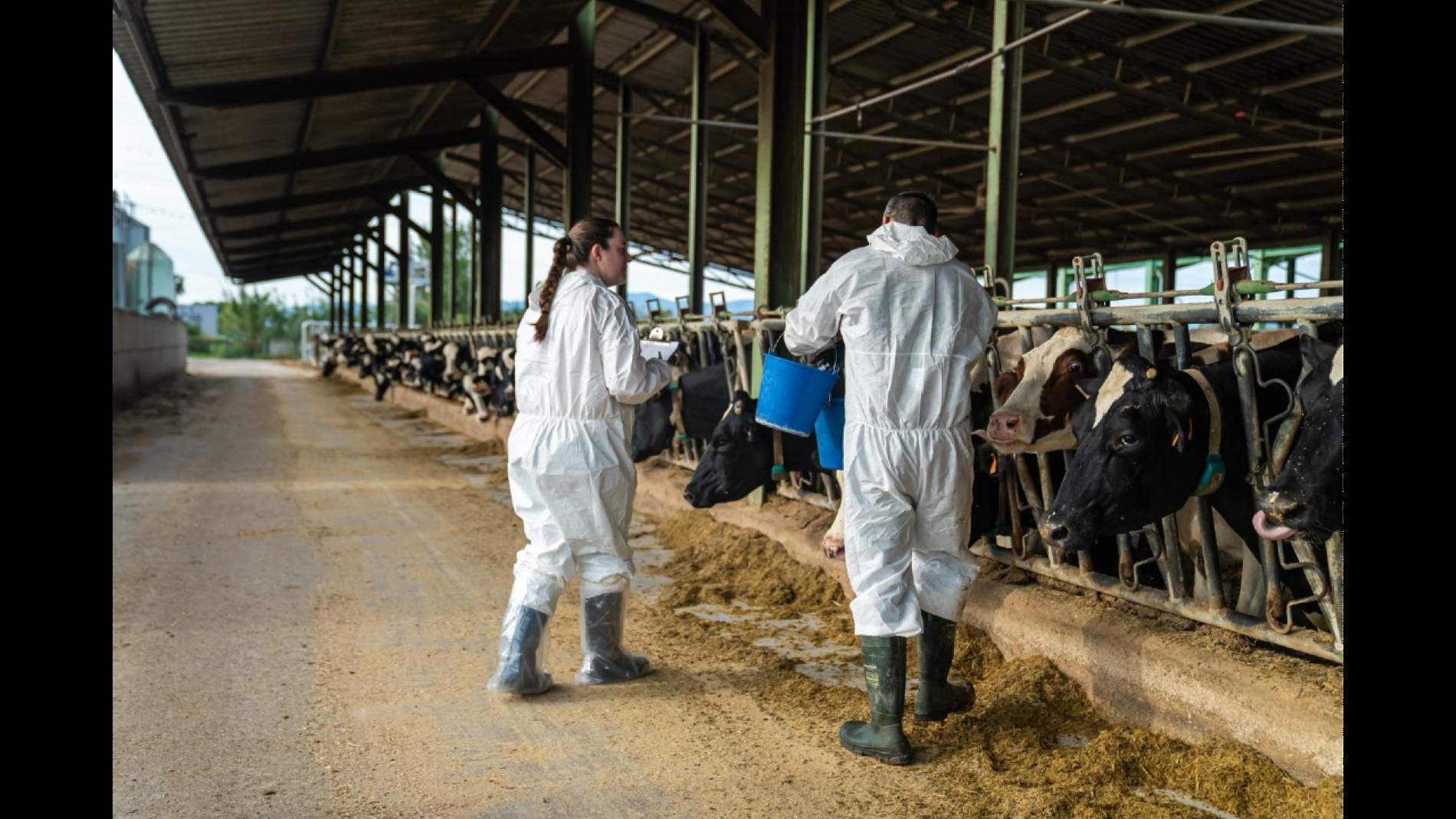 La amenaza de la dermatosis nodular avanza en Catalunya: primer caso fuera del Empordà