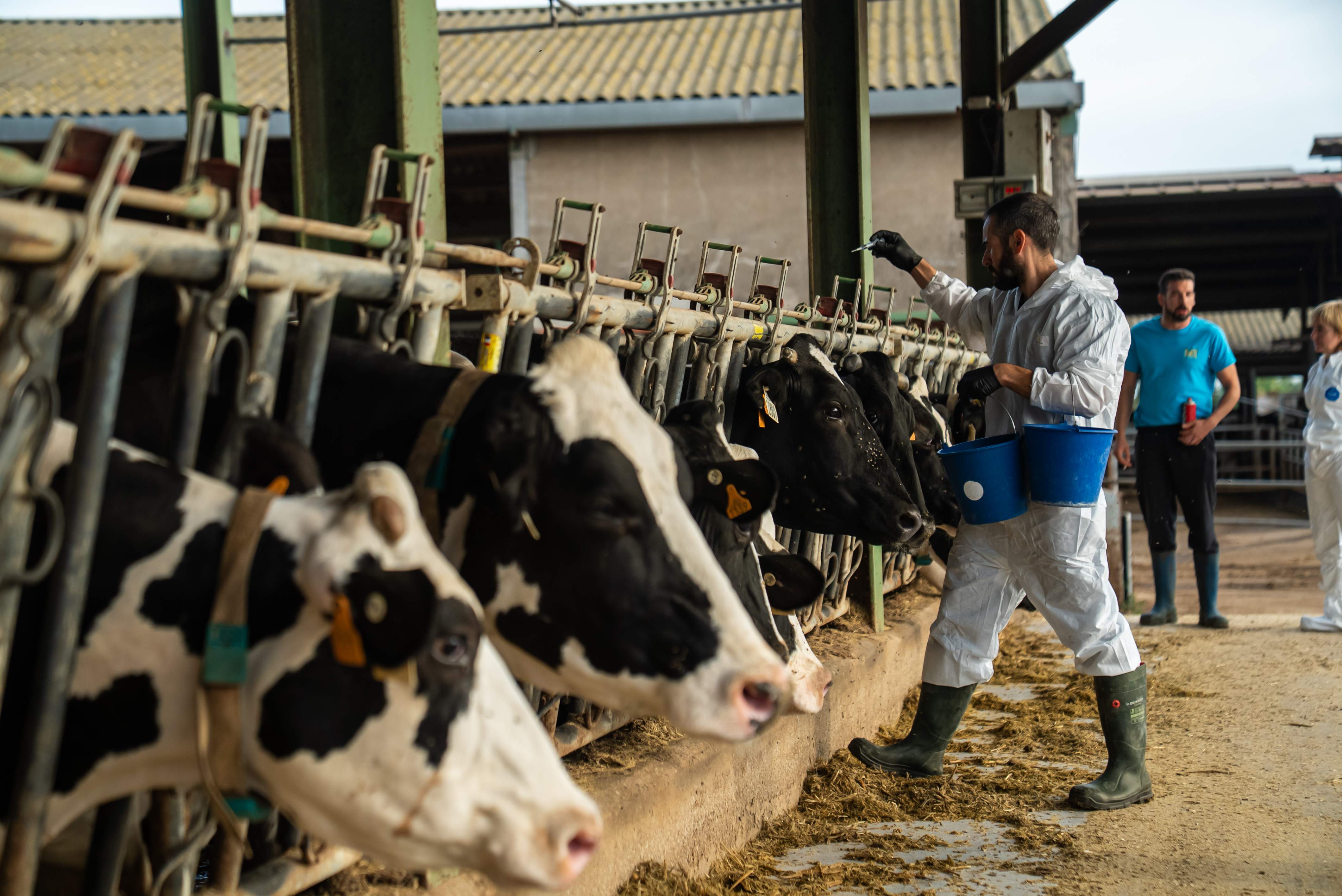 Guerra a contrarellotge per frenar la dermatosi bovina a les granges catalanes