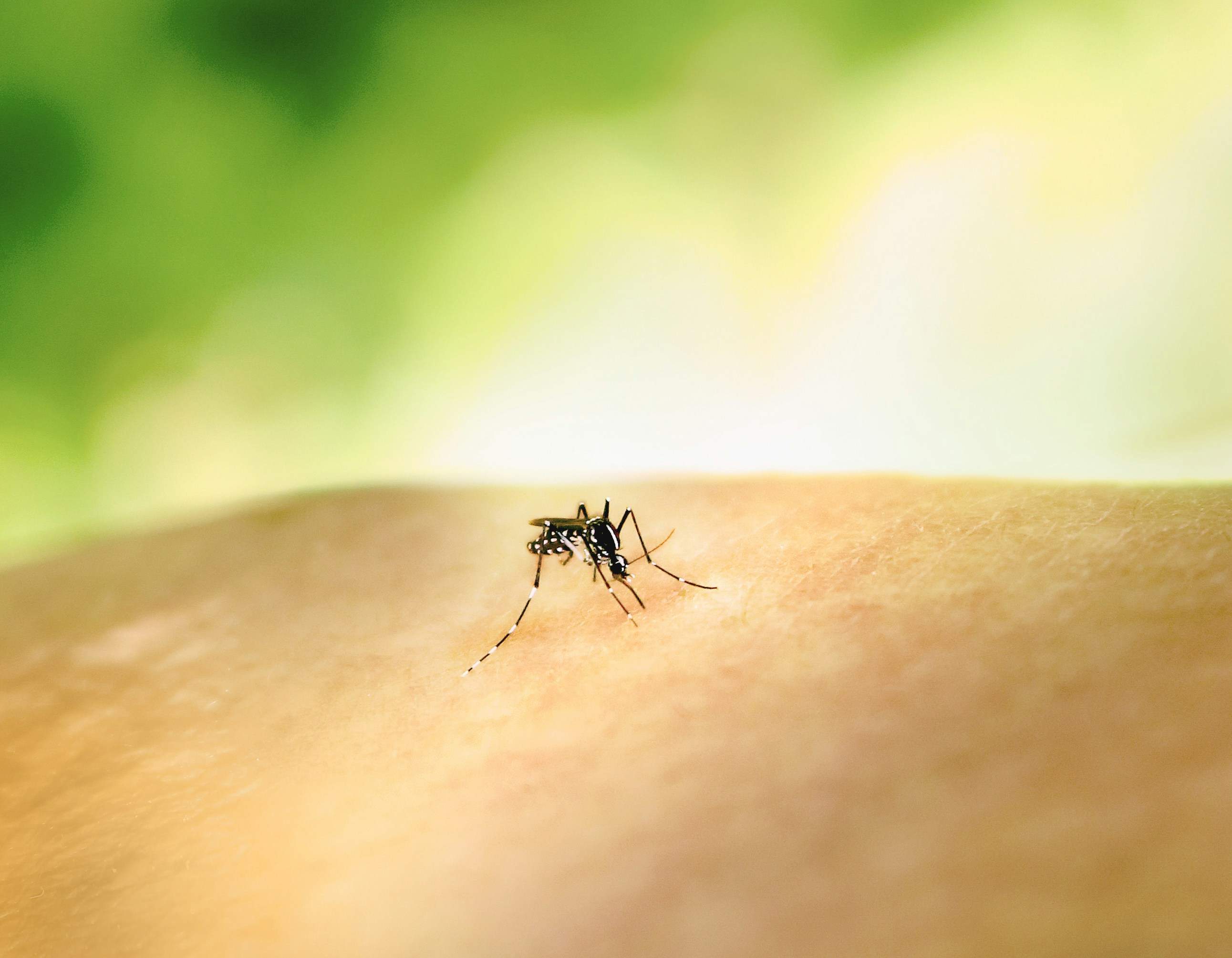 Ni Islandia se escapa: el cambio climático trae los primeros mosquitos de la historia
