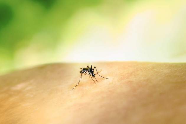 Imatge d'un mosquit Imatge d'un mosquit