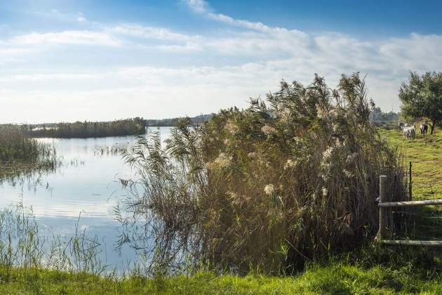 Descobreix la flora i fauna al Delta del Llobregat